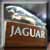 Jaguar  Photograph